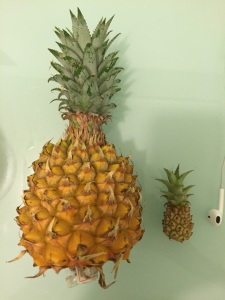 菠蘿1